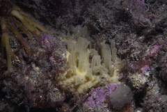 Polymastia penicillus