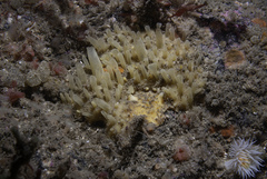 Polymastia penicillus