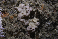 Haliclona viscosa