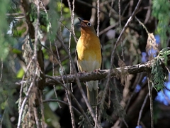 Geokichla piaggiae