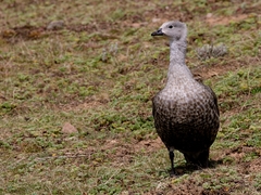 Cyanochen cyanoptera