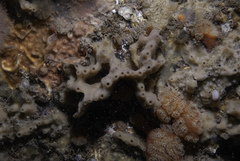 Haliclona viscosa