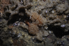 Aplidium nordmanni