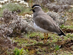 Vanellus melanocephalus