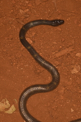 Lycodon travancoricus