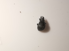 Protopirapion atratulum