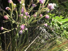 Erica barbigeroides