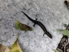 Riopa albopunctata