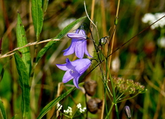 Campanula moravica