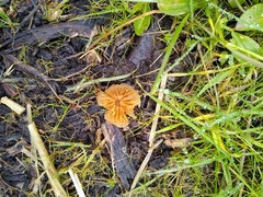 Fungi
