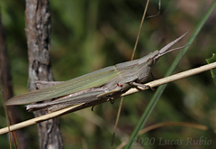 Allotruxalis gracilis