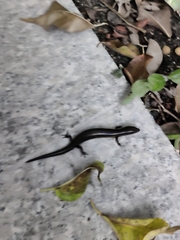 Riopa albopunctata