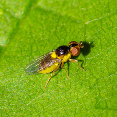 Thaumatomyia grata
