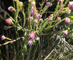 Erica barbigeroides