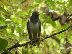 Morphnarchus princeps