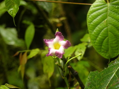 Mandevilla callista