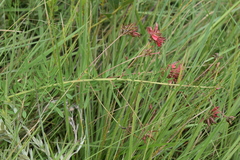 Indigastrum fastigiatum