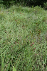 Indigastrum fastigiatum