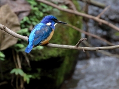 Alcedo semitorquata