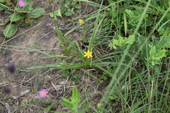 Hypoxis argentea