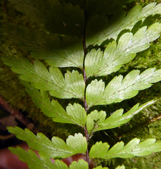 Asplenium caudatum
