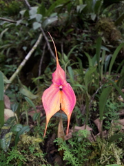 Masdevallia veitchiana
