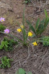 Hypoxis argentea