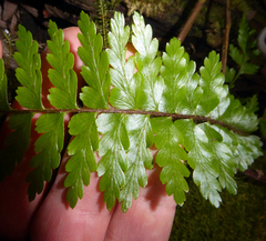 Asplenium caudatum