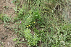 Hypoxis argentea