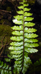 Asplenium caudatum