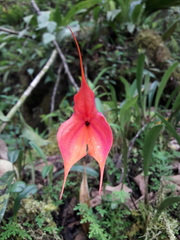 Masdevallia veitchiana