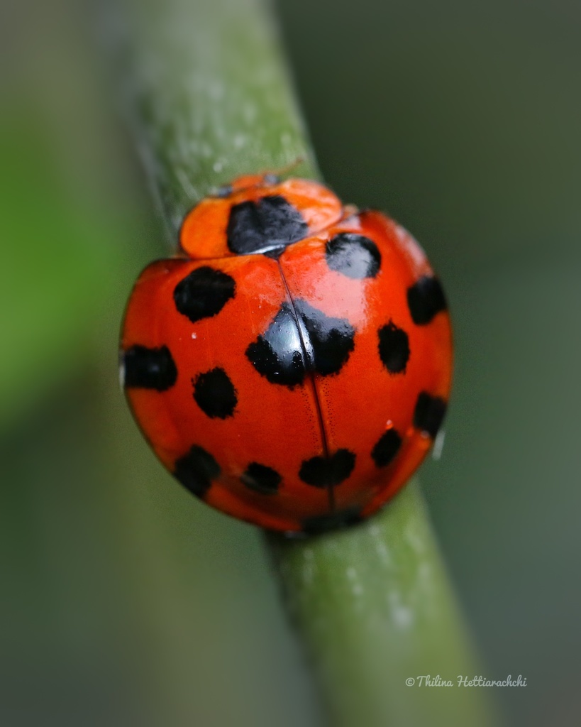 Black-spotted Lady Beetles
