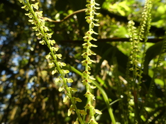 Stelis nutans