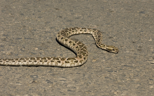 Bothrops diporus