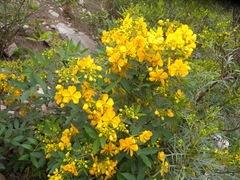 Senna burkartiana