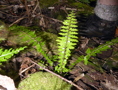 Asplenium caudatum