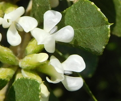 Psoralea lucens
