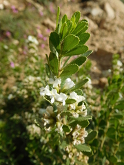 Psoralea lucens