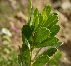 Psoralea lucens