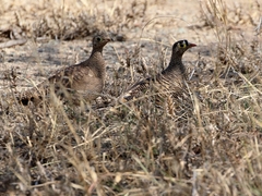 Pterocles lichtensteinii