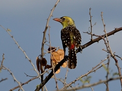 Trachyphonus margaritatus