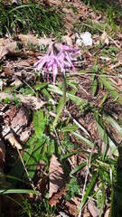 Heloniopsis orientalis