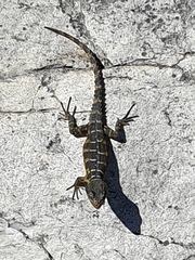 Pseudocordylus microlepidotus