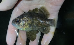 Apogonichthyoides niger