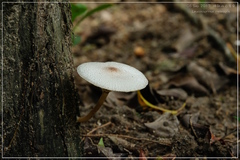 Leucoagaricus meleagris