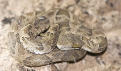 Bothrops diporus