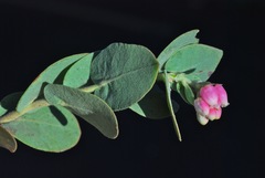 Arctostaphylos luciana