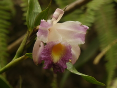 Sobralia ecuadorana