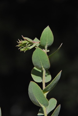 Arctostaphylos luciana