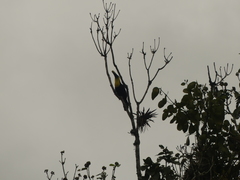 Ramphastos brevis